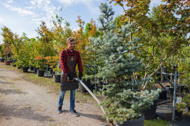 Best Tree Removal Near Me  in Terrace Heights, WA